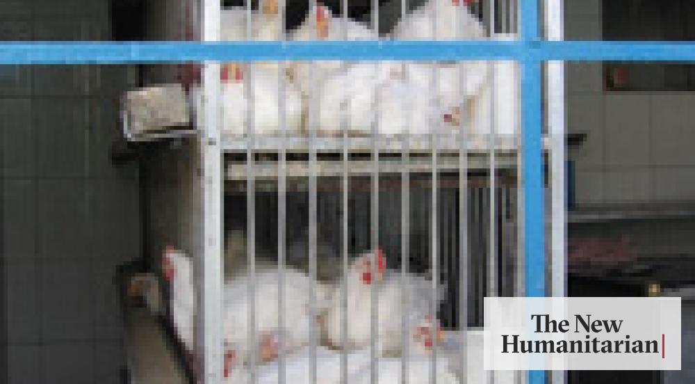 The New Humanitarian Zanzibar destroys more eggs to keep bird flu at bay