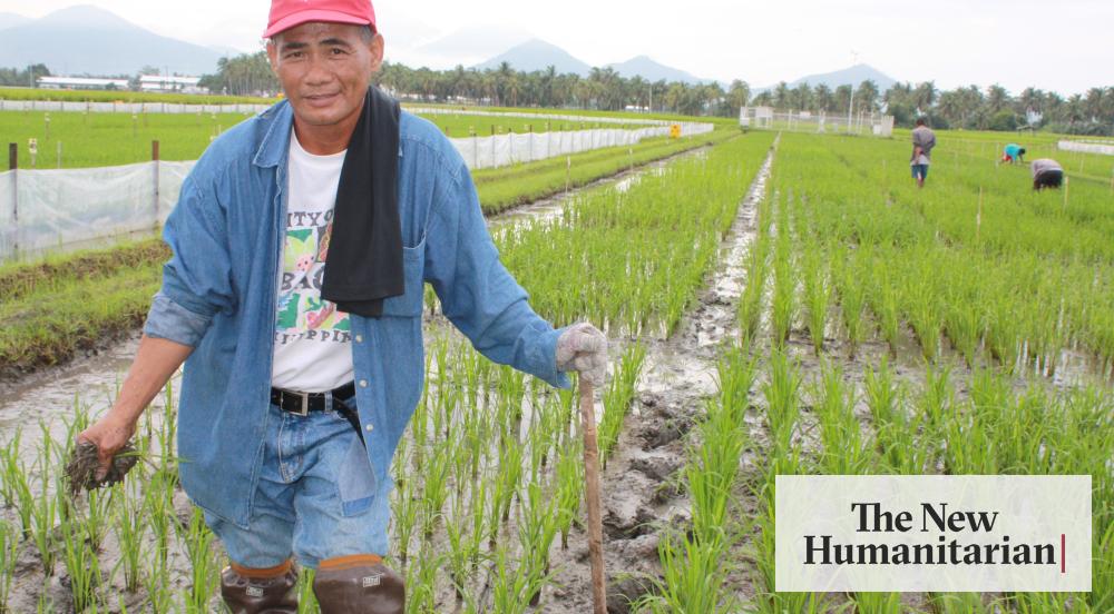 Poverty Rice Global rice research initiative to tackle poverty