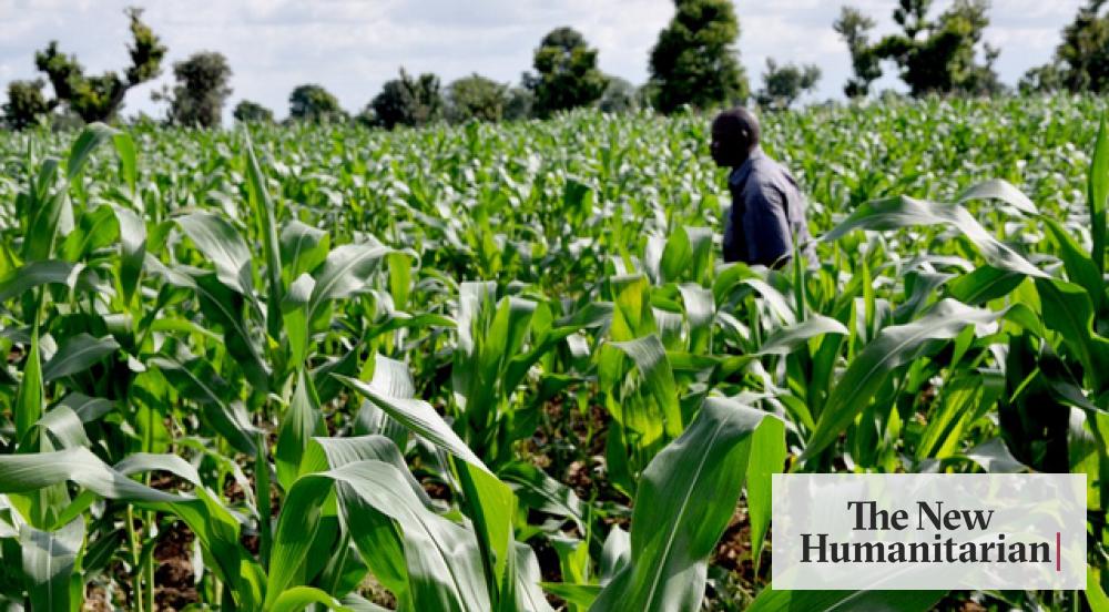 The New Humanitarian A new take on land reform in Zimbabwe