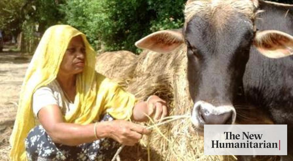 Why livestock matters in Nepal - The New Humanitarian Why livestock matters in Nepal - The New Humanitarian