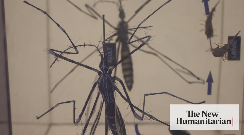 After 60 years of Zika in Asia, why worry?