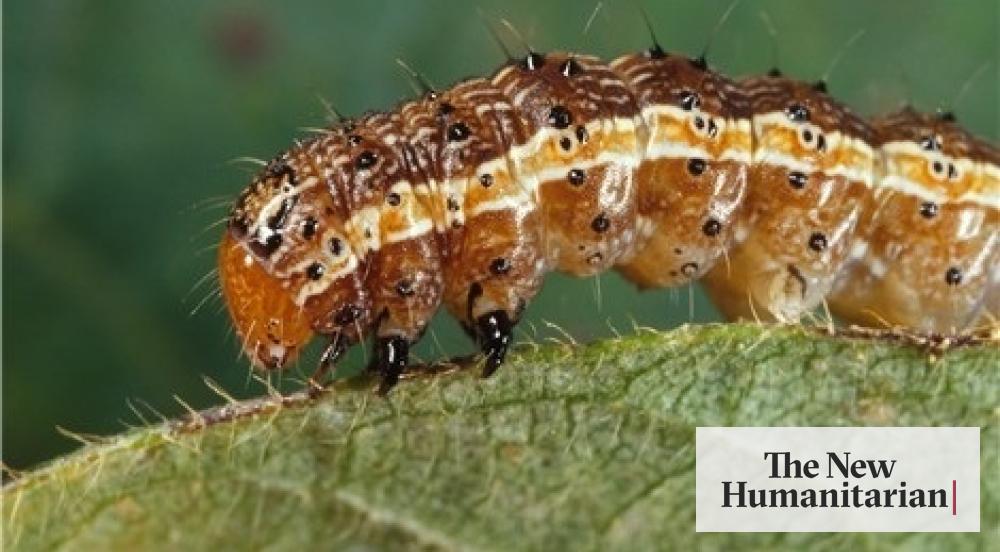 The foreign invader costing African farmers $3 billion