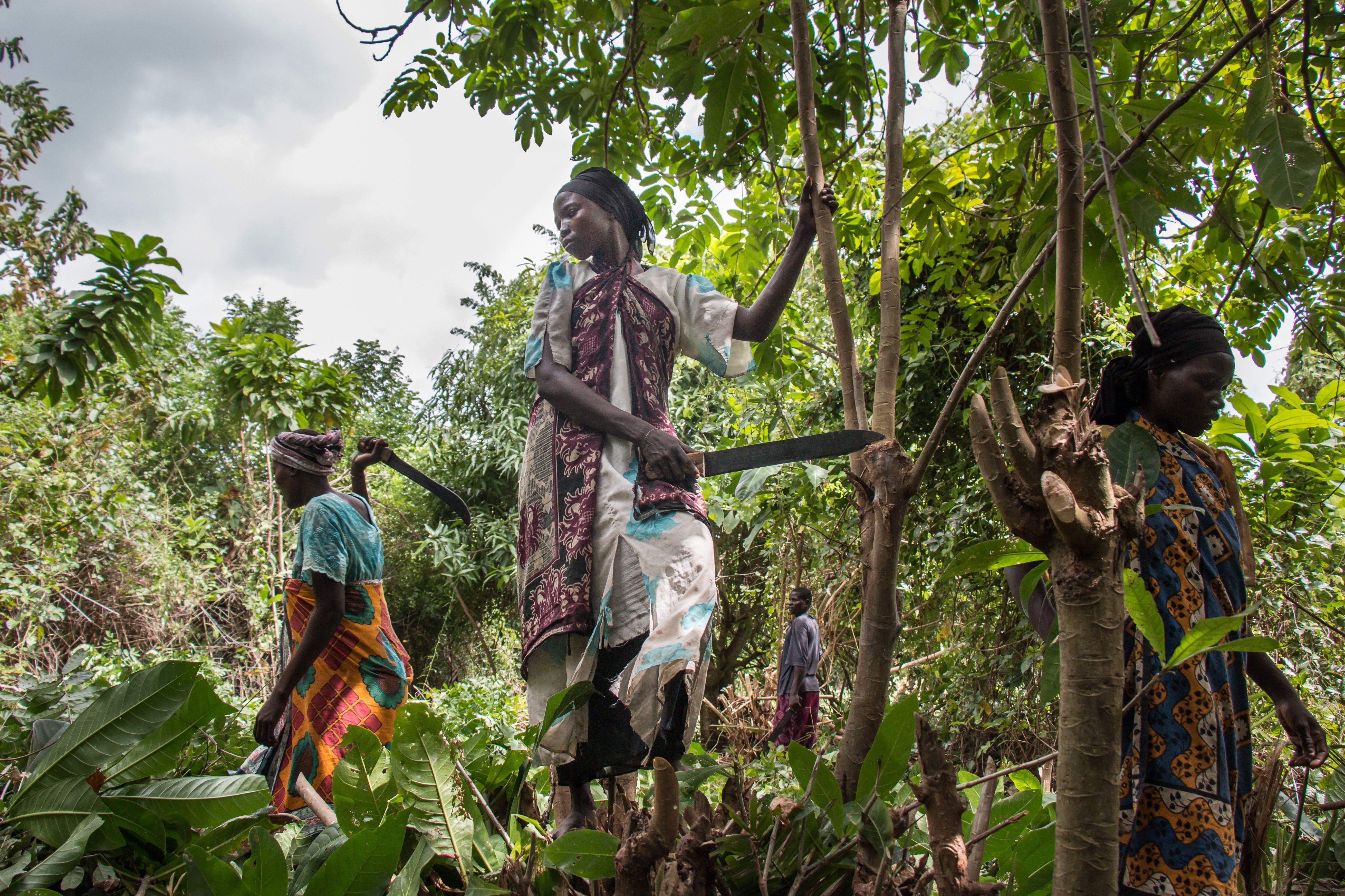 Pokomo farmers from the village of Kilunguni 