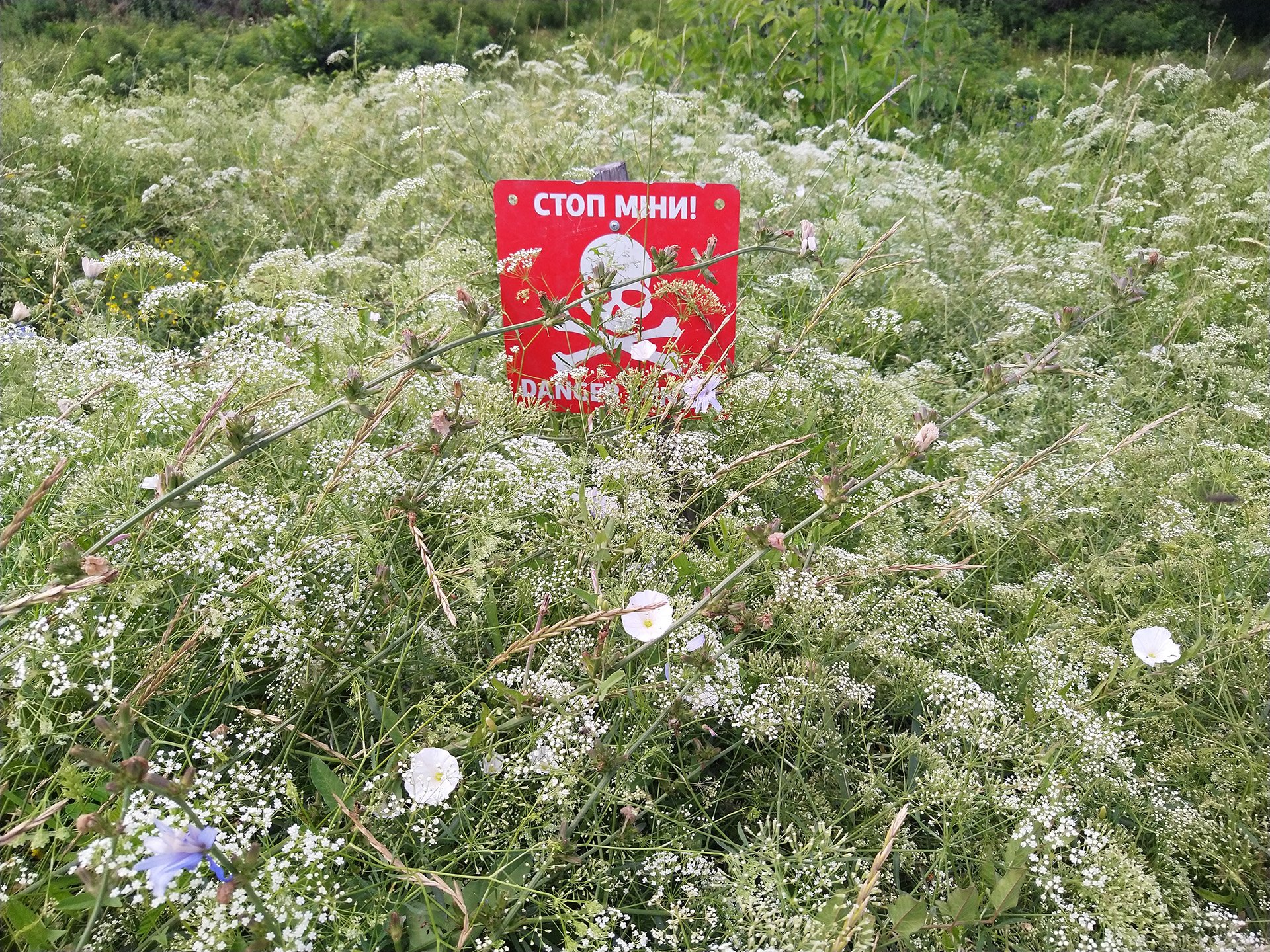 Donbas is often described as a blighted post-war, post-industrial wasteland, but the summer of 2021 it was beautiful. Red signs warning of landmines nestled in masses of wild flowers; fields of yellow wheat shimmered under blue skies.