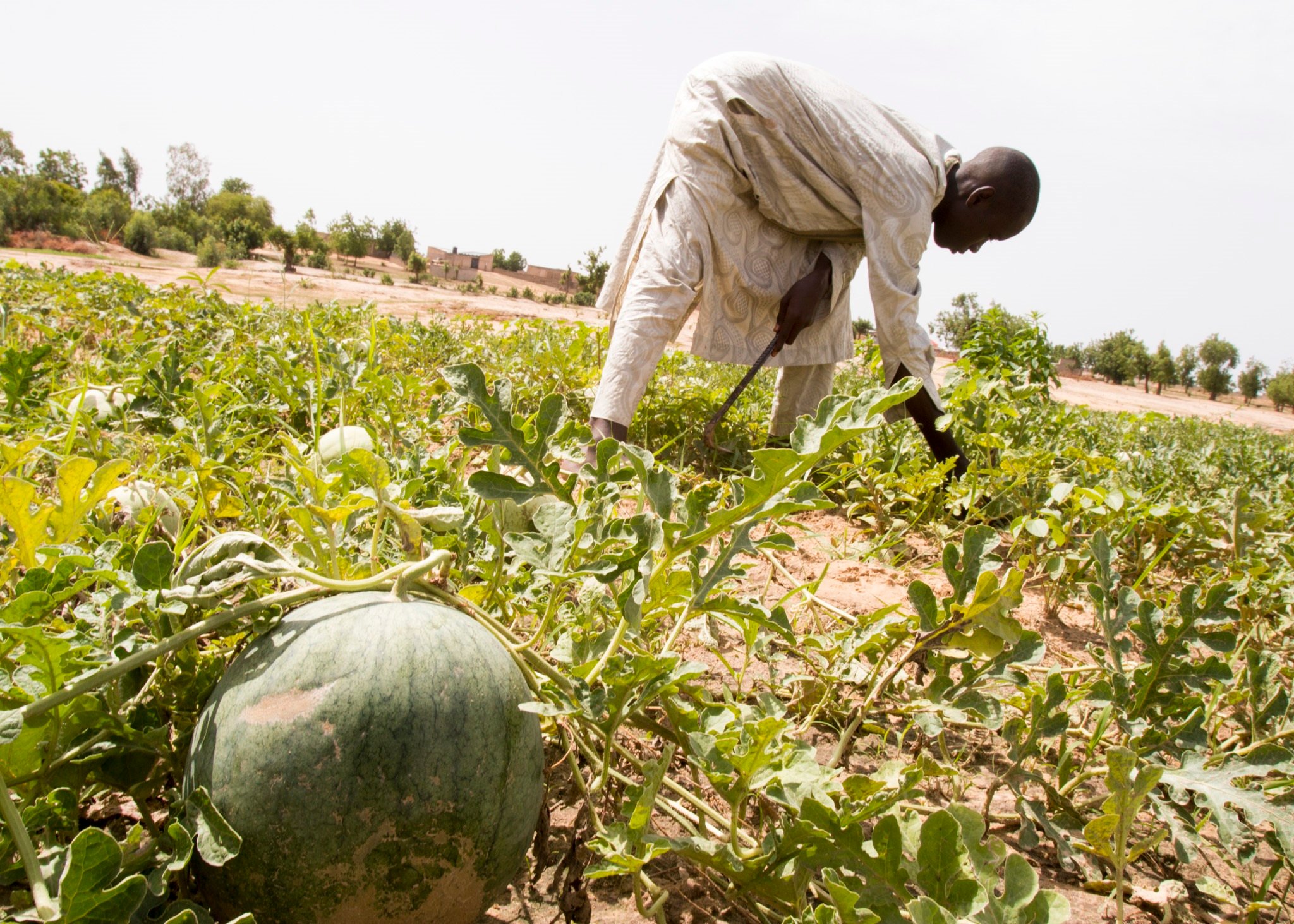 A farm in the backyard of Bakasi Camp has proven successful at producing watermelons and vegetables