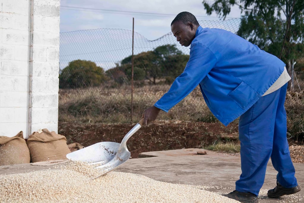 A farmer in Zimbabwe spreads out his harvest to dry in the sun